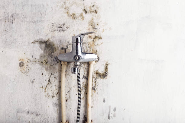 Best Mold Testing and Removal  in Owensville, MO