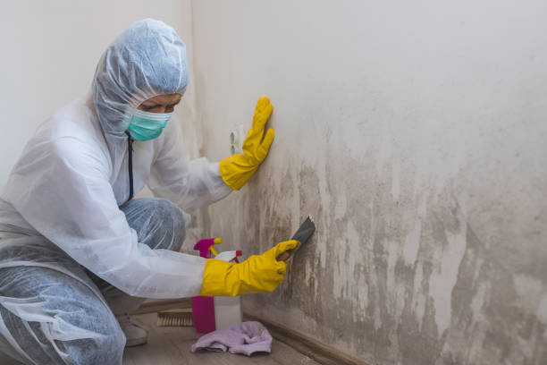 Best Mold Inspection  in Owensville, MO