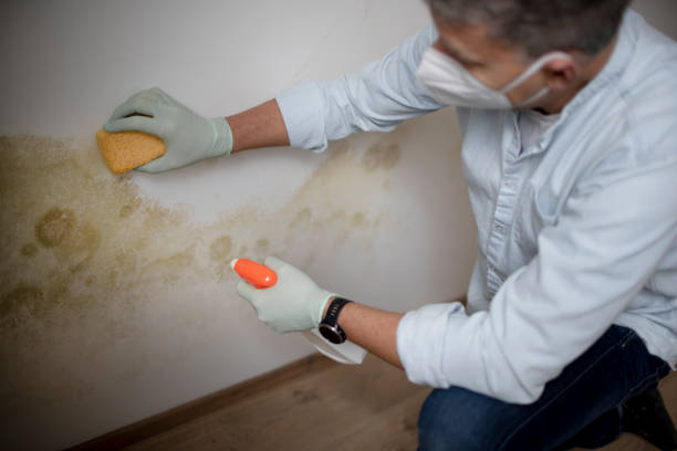 Best Local Mold Removal Service  in Owensville, MO