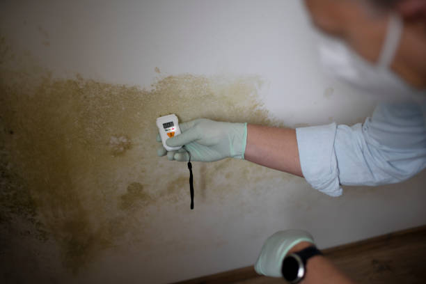 Professional Mold Removal in Owensville, MO