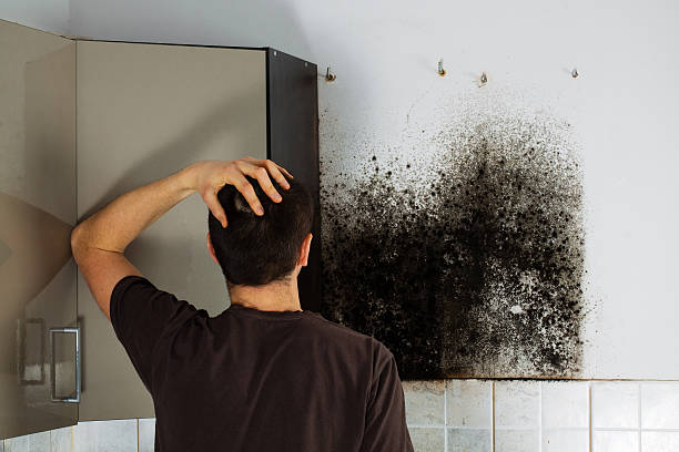 Best Fast Mold Removal  in Owensville, MO